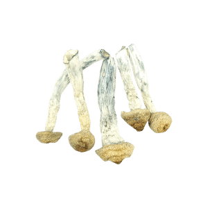 Penis Envy Magic Mushroom Product Picture