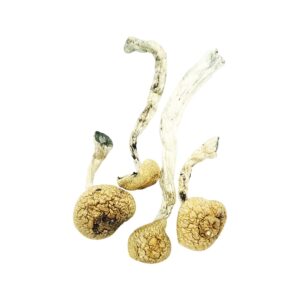 amazonian cubensis product picture