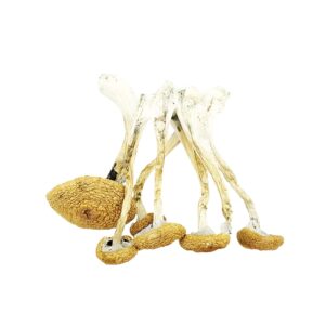 Golden teacher product picture