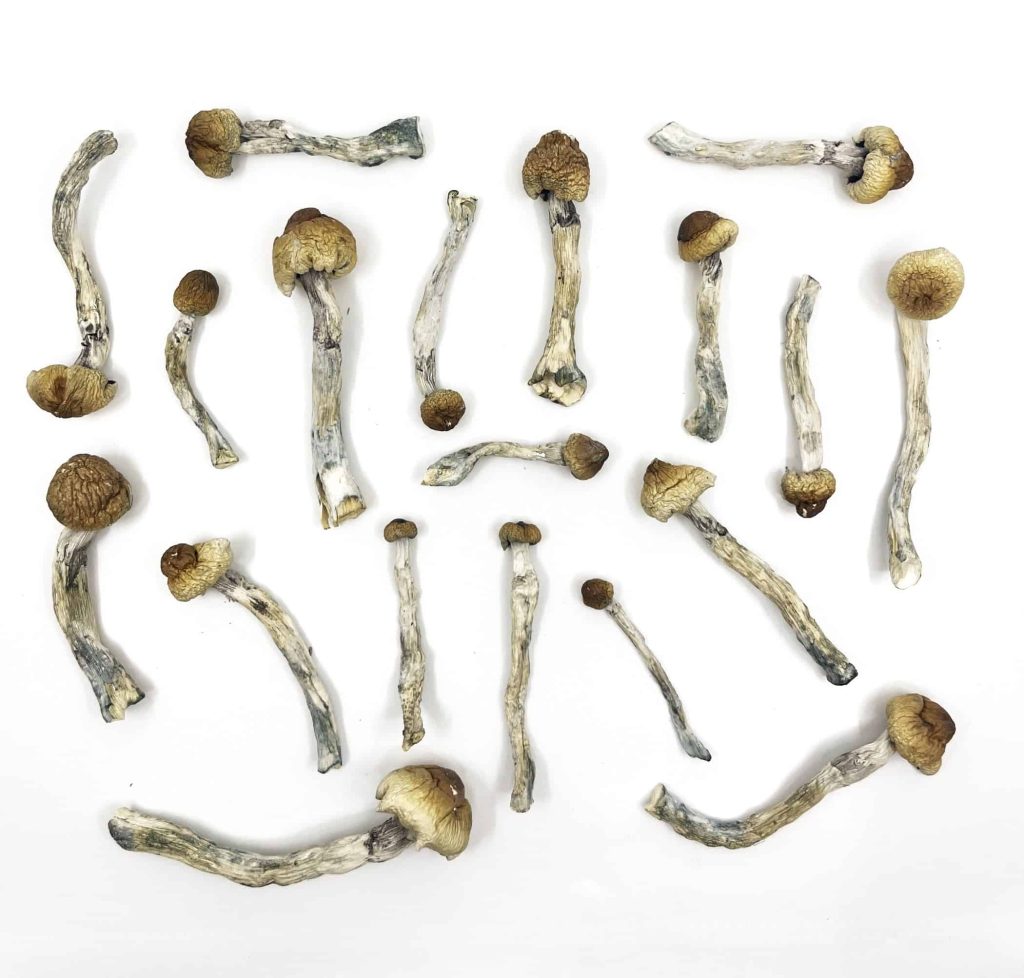 Trinity Mushrooms Product Picture