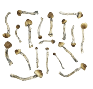 Trinity Mushrooms product picture