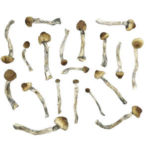 Trinity Mushrooms product picture