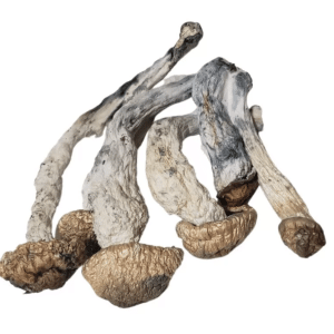 Melmac Mushroom Strain